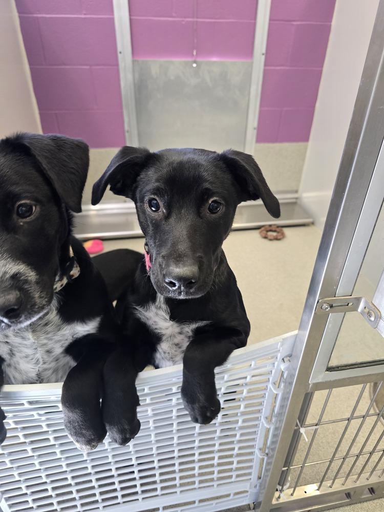 Enlarge Pistol, a Adoptable mixed breed in Wellington, KS image 3/6