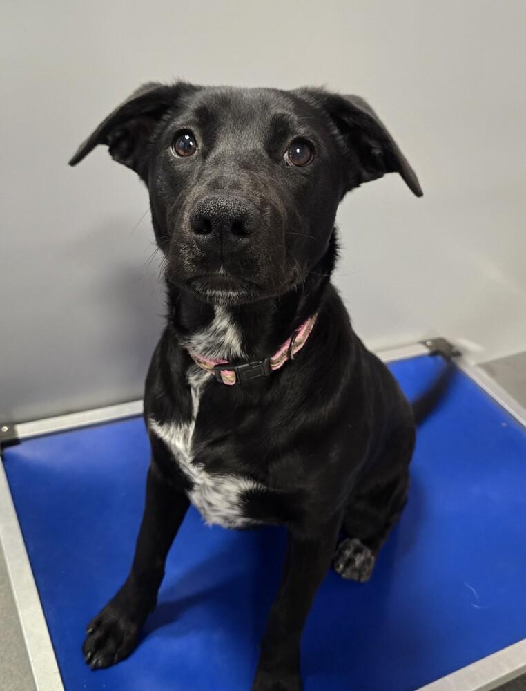 Enlarge Pistol, a Adoptable mixed breed in Wellington, KS image 4/6