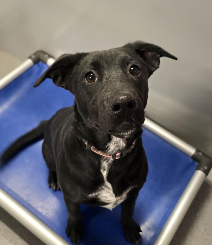 Enlarge Pistol, a Adoptable mixed breed in Wellington, KS image 5/6