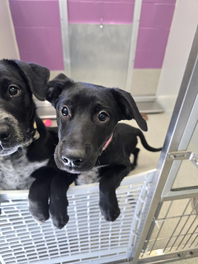 Enlarge Pistol, a Adoptable mixed breed in Wellington, KS image 6/6