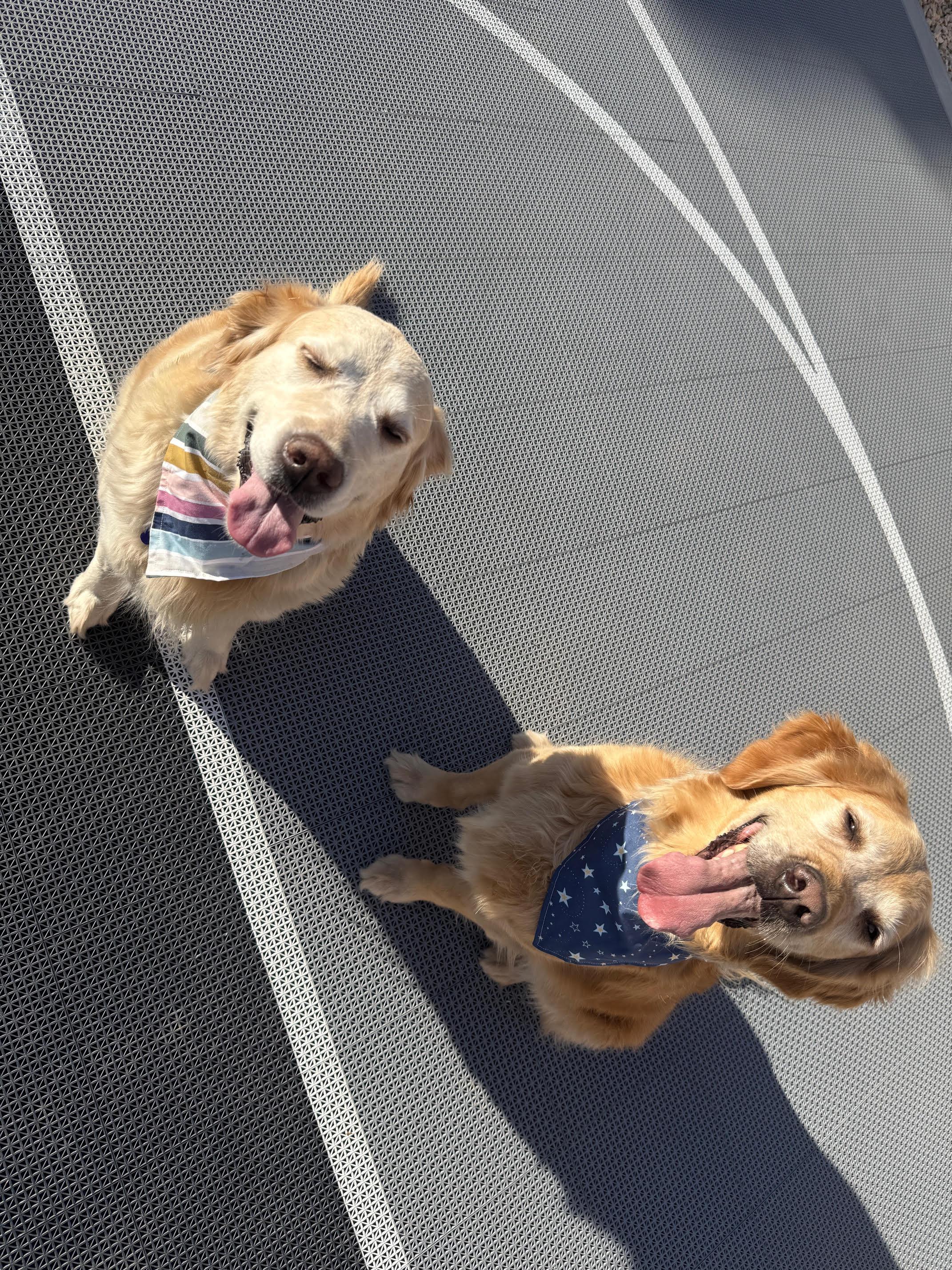 Enlarge Dodge and Chevy, a ADOPTABLE Golden Retriever in Las Vegas, NV image 3/4