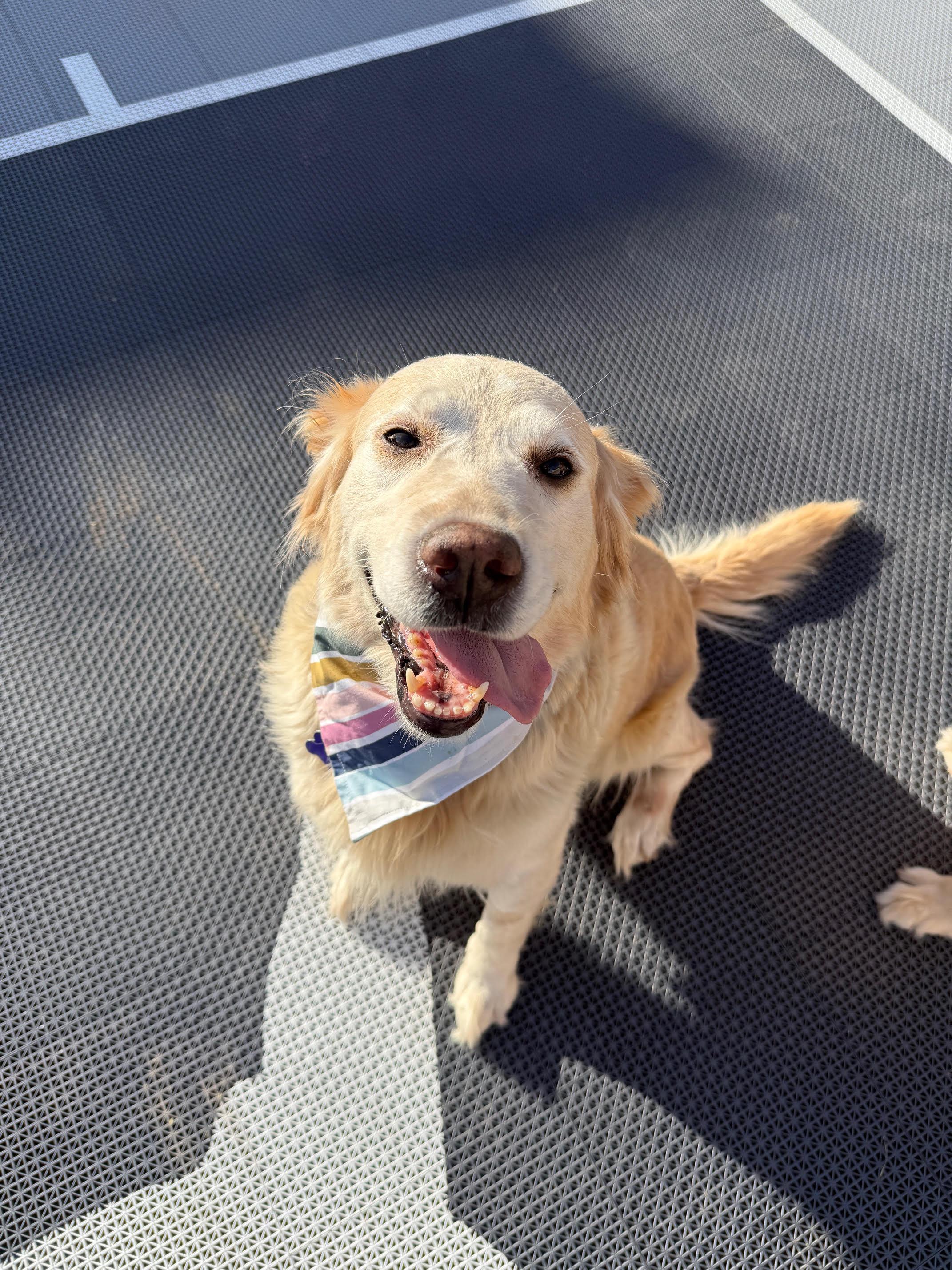 Enlarge Dodge and Chevy, a ADOPTABLE Golden Retriever in Las Vegas, NV image 4/4