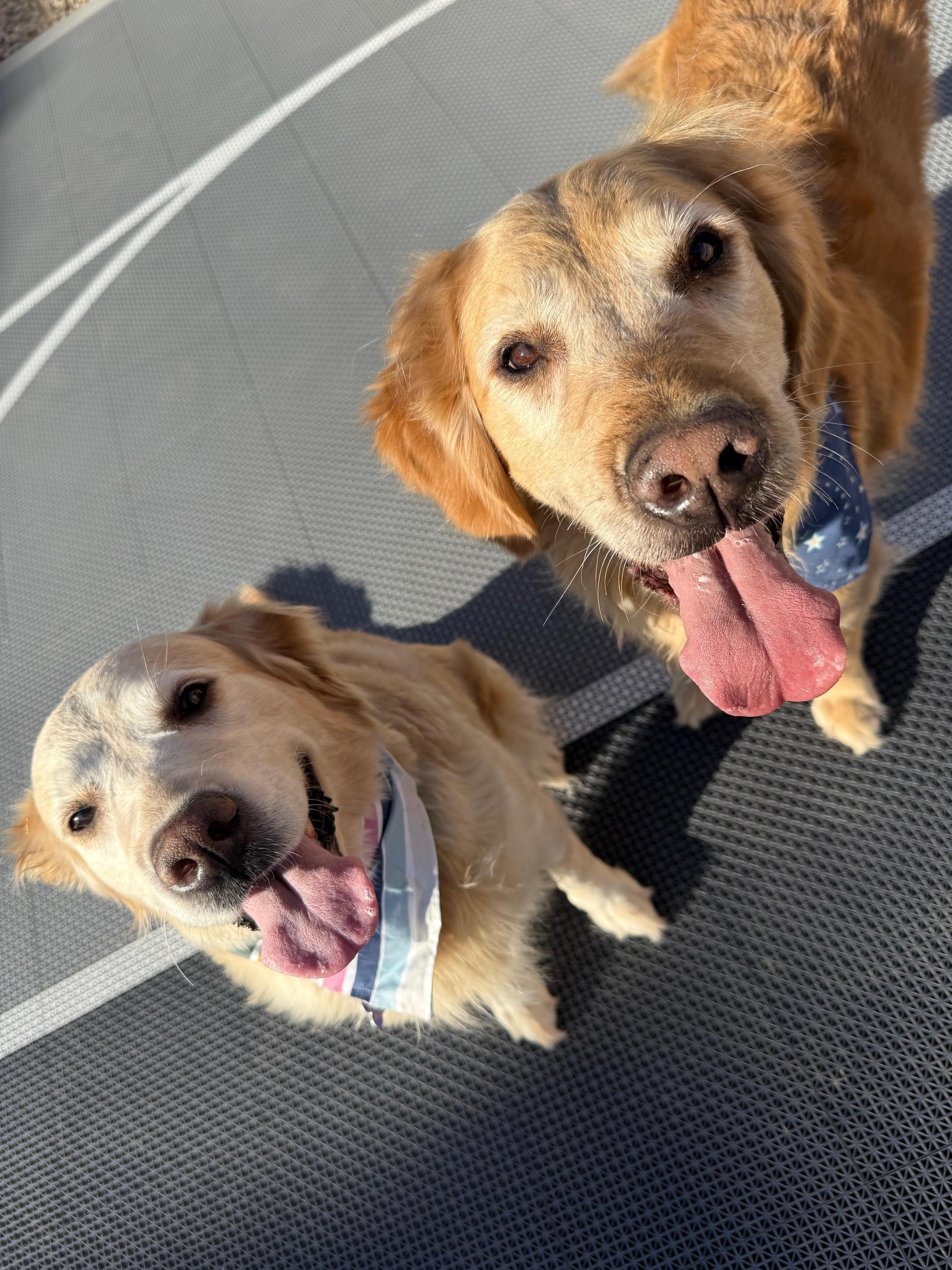 Enlarge Dodge and Chevy, a ADOPTABLE Golden Retriever in Las Vegas, NV image 1/4