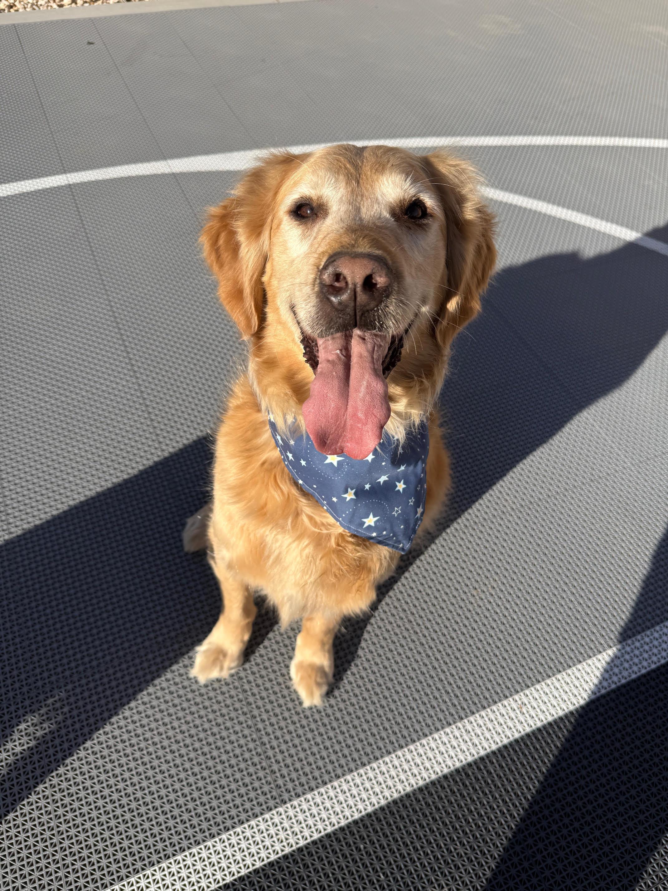 Enlarge Dodge and Chevy, a ADOPTABLE Golden Retriever in Las Vegas, NV image 2/4