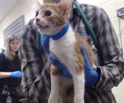 TESSIE JOE, Adoptable, Kitten Female Domestic Short Hair.