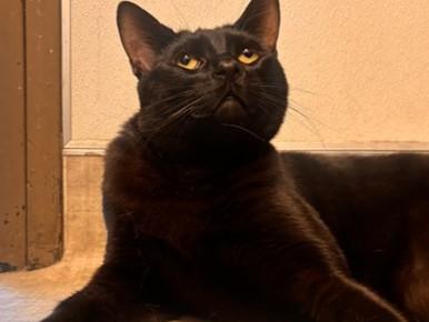 PITAYA, Adoptable, Young Male Domestic Short Hair.