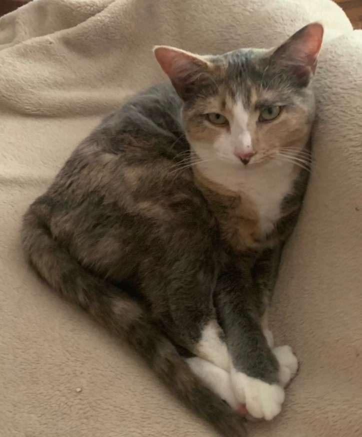 Meadow, Adoptable, Young Female Dilute Calico.