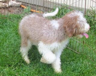 Burr, an adopted Aussiedoodle in Frederick, MD image 5/6