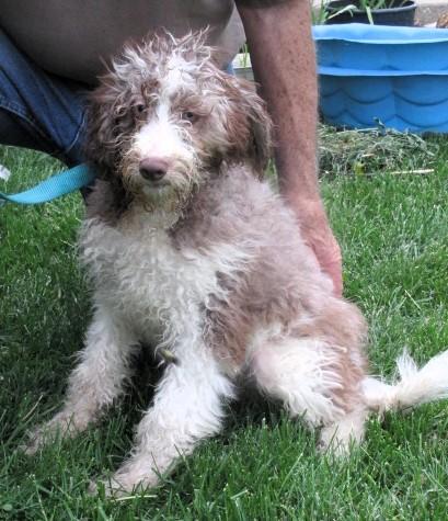Burr, an adopted Aussiedoodle in Frederick, MD image 3/6