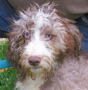 Burr, adopted, Puppy Male Aussiedoodle.