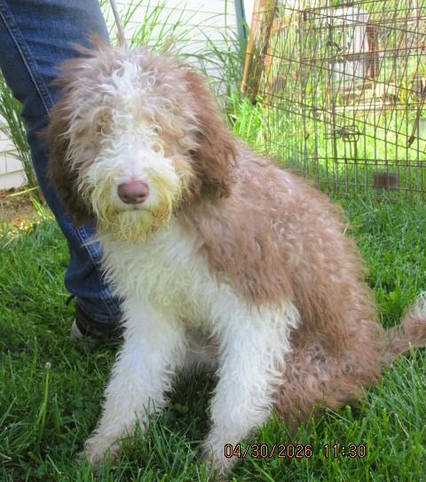 Burr, an adopted Aussiedoodle in Frederick, MD image 6/6