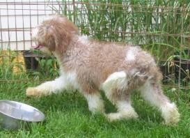 Burr, an adopted Aussiedoodle in Frederick, MD image 4/6