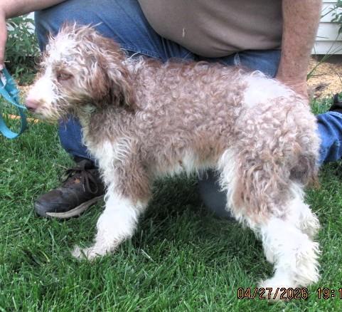 Burr, an adopted Aussiedoodle in Frederick, MD image 2/6