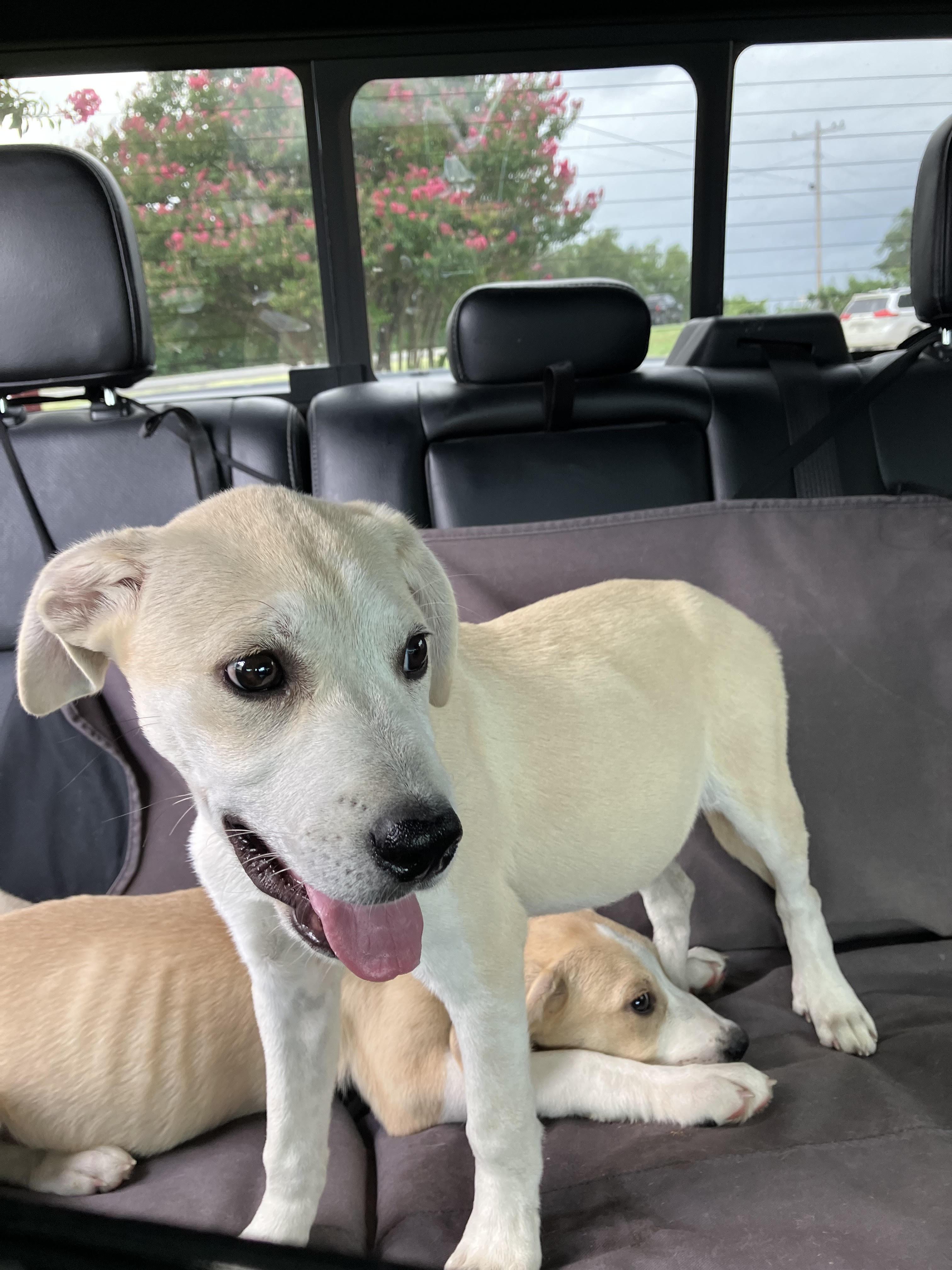 MINDY-Sweet and Silly, Young Female Yellow Labrador Retriever