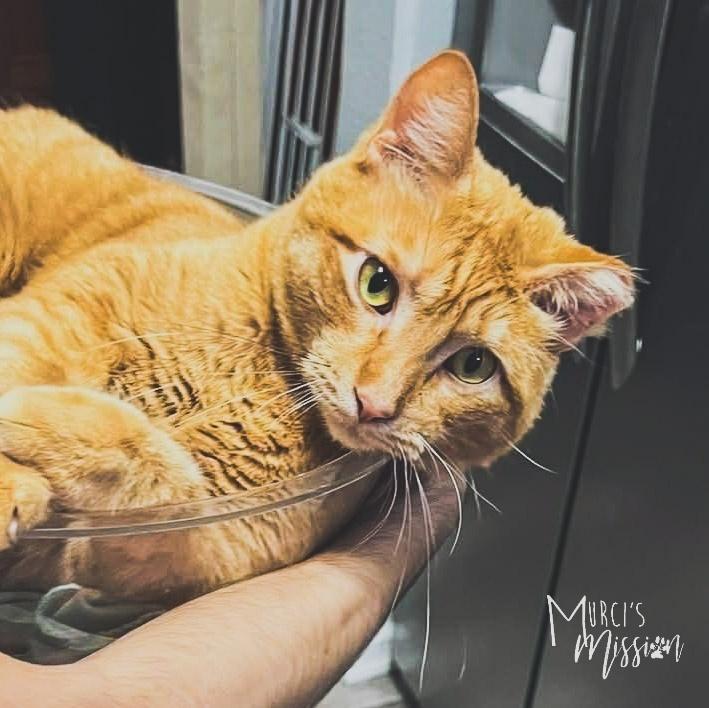 Jingle, Adoptable, Adult Male Domestic Short Hair.