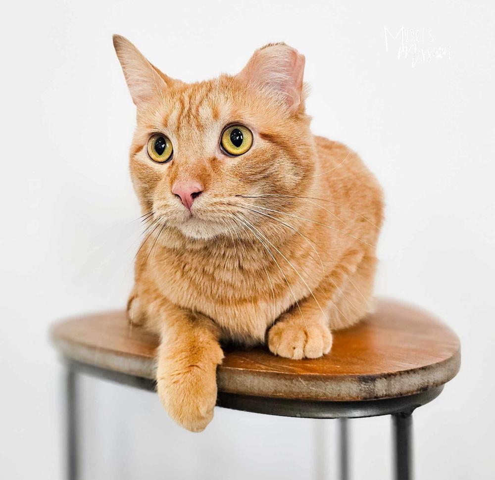 Enlarge Jingle, a Adoptable mixed breed in Spokane , WA image 2/6