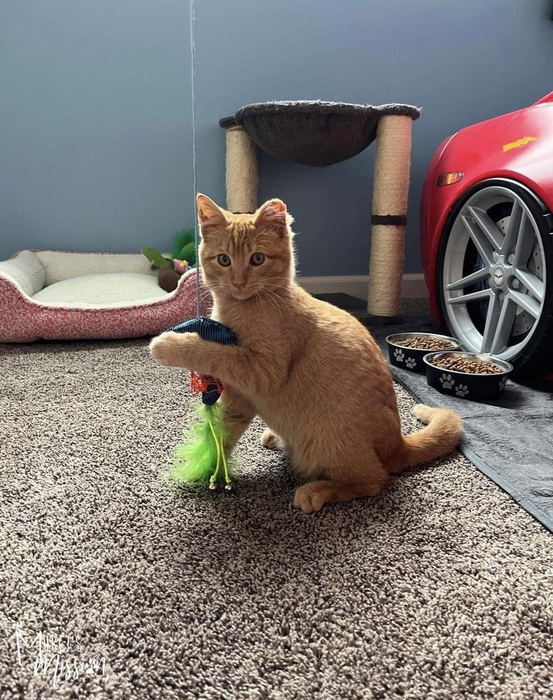 Enlarge Jingle, a Adoptable mixed breed in Spokane , WA image 3/6