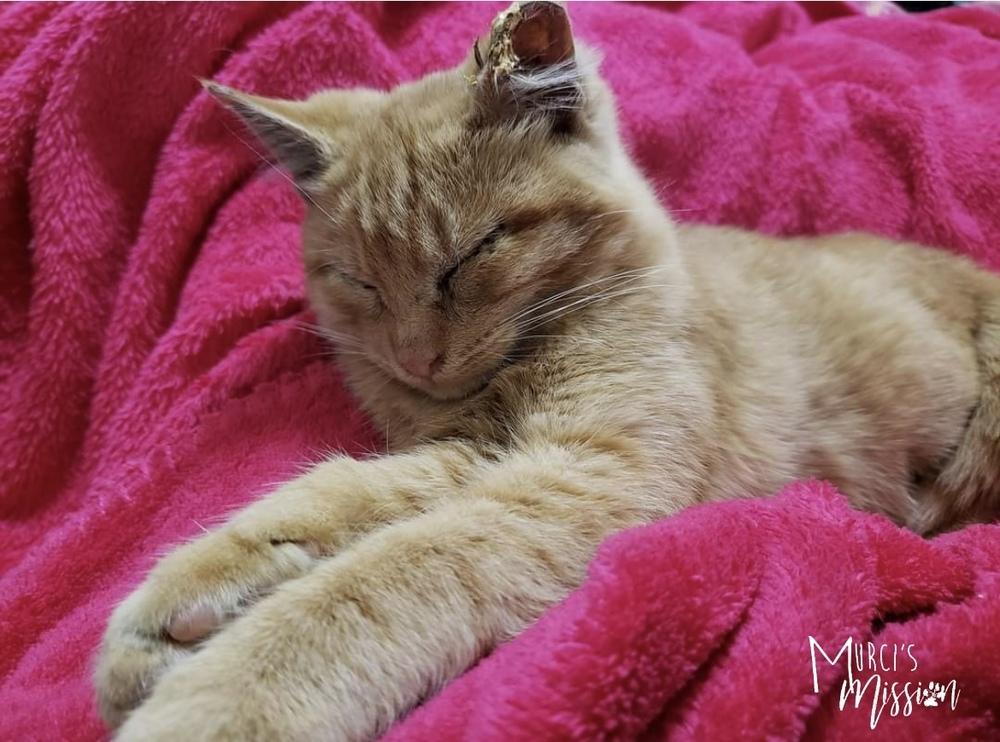 Enlarge Jingle, a Adoptable mixed breed in Spokane , WA image 4/6