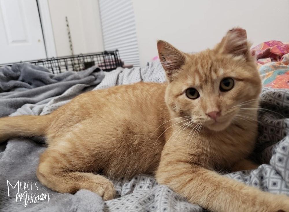 Enlarge Jingle, a Adoptable mixed breed in Spokane , WA image 5/6