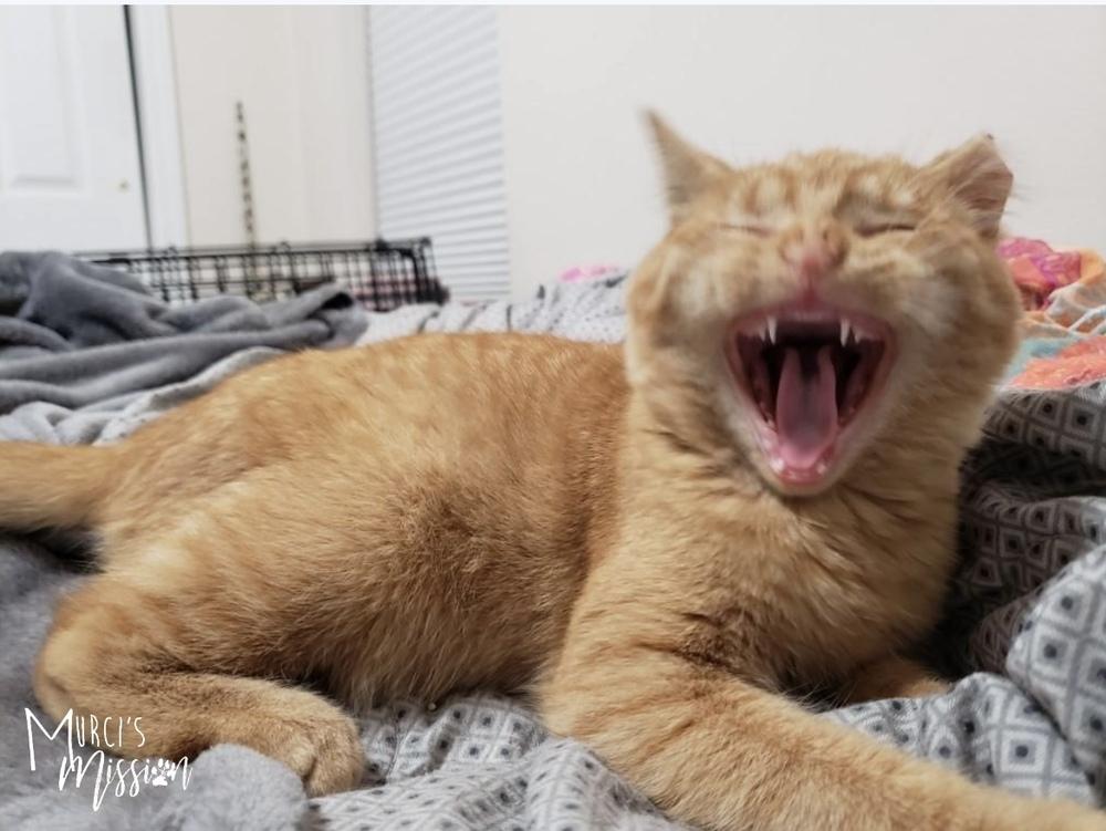 Enlarge Jingle, a Adoptable mixed breed in Spokane , WA image 6/6