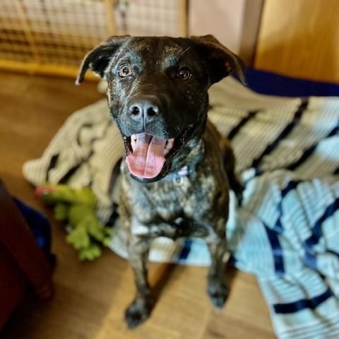 Enlarge Happy, a ADOPTABLE mixed breed in Unionville, CT image 2/6