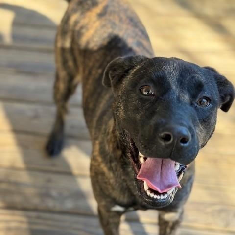 Enlarge Happy, a ADOPTABLE mixed breed in Unionville, CT image 3/6