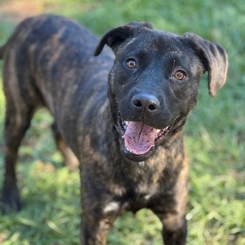 Happy, ADOPTABLE, Young Female Plott Hound & Mountain Cur.