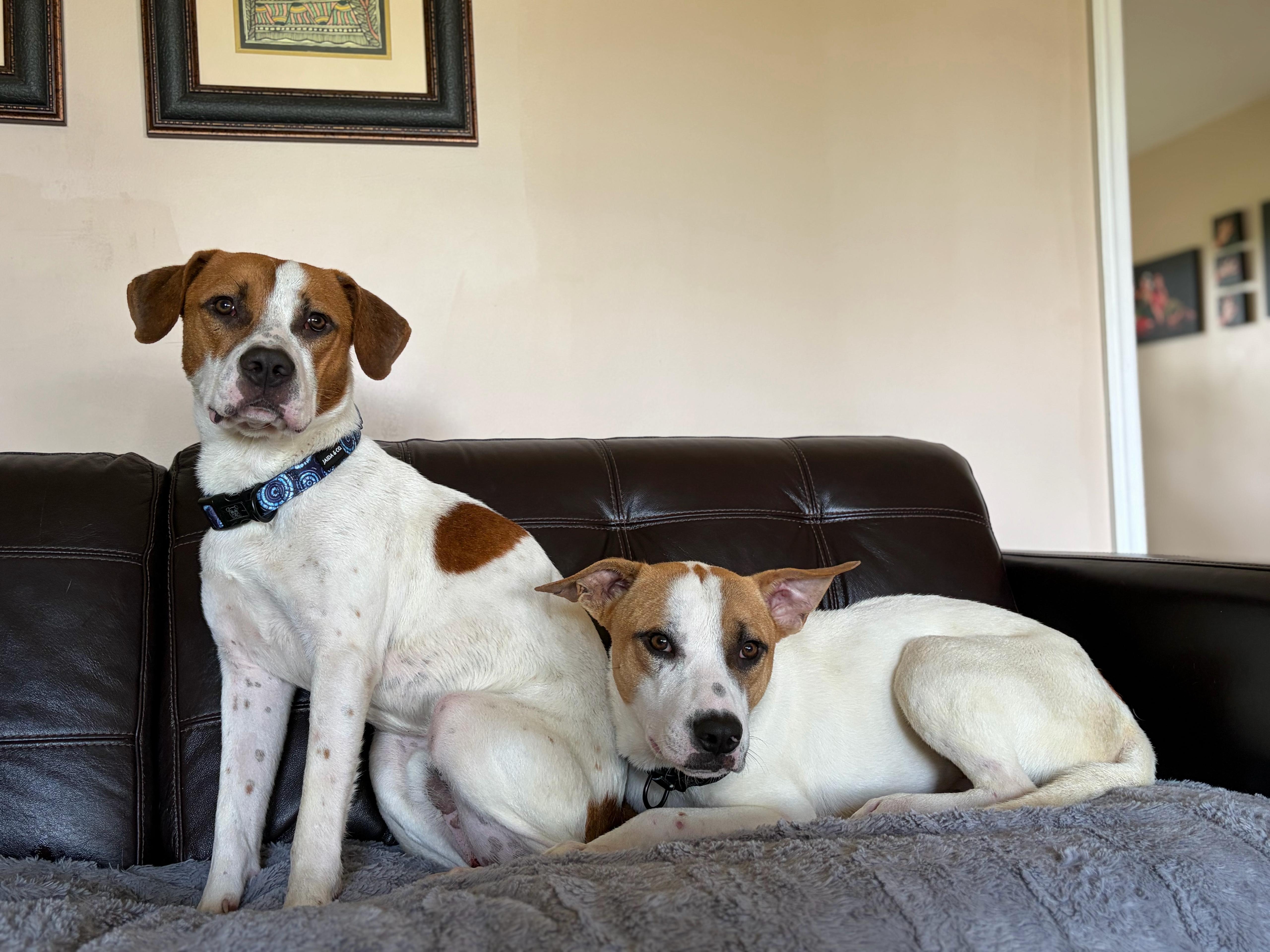 Enlarge Charlie URGENT, a ADOPTABLE mixed breed in Monroe Twp, NJ image 3/3