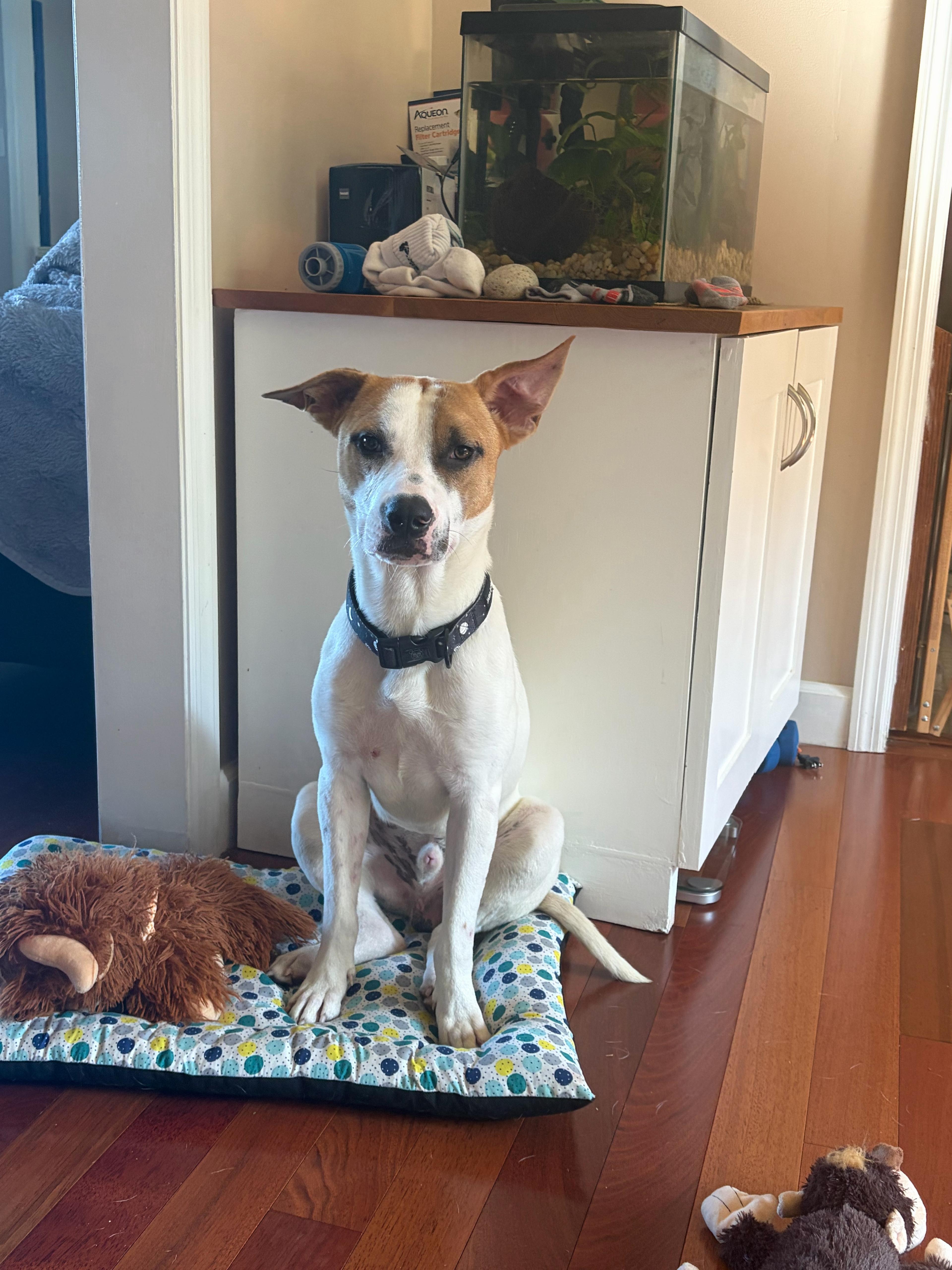 Charlie URGENT, ADOPTABLE, Young Male Terrier & Hound.