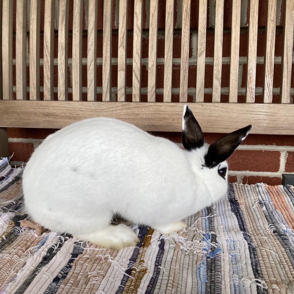 Enza, Adoptable, Adult Female Hotot & Bunny Rabbit.