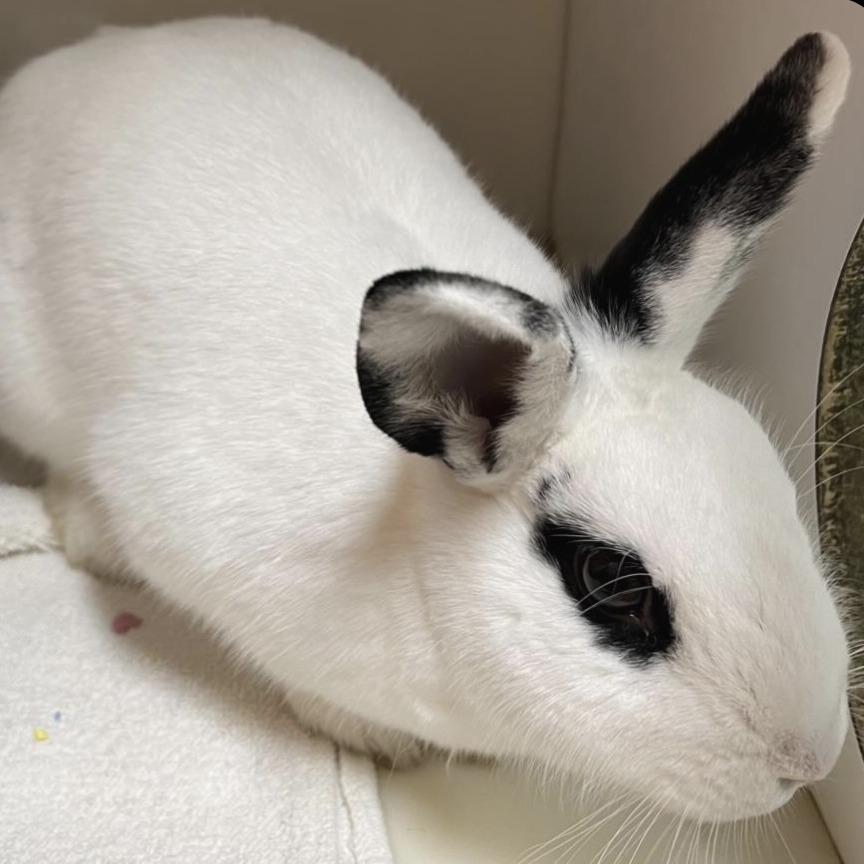 Enza, a Adoptable mixed breed in Baltimore, MD image 1/6