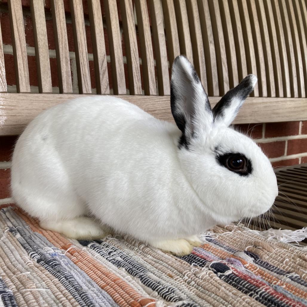 Enza, a Adoptable mixed breed in Baltimore, MD image 2/6