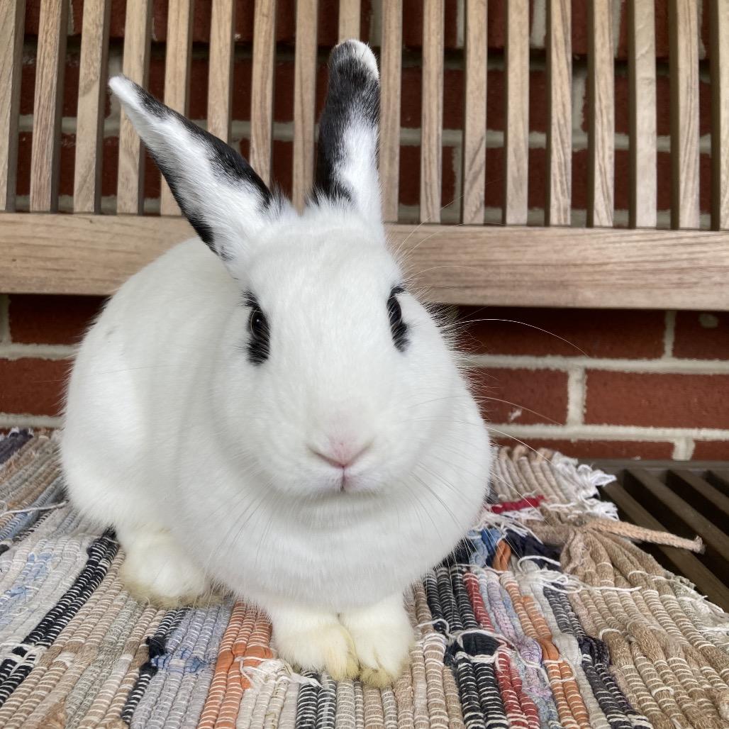 Enza, a Adoptable mixed breed in Baltimore, MD image 4/6