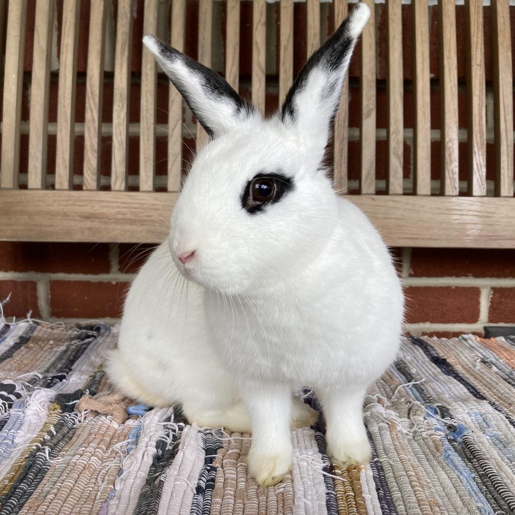 Enza, a Adoptable mixed breed in Baltimore, MD image 5/6