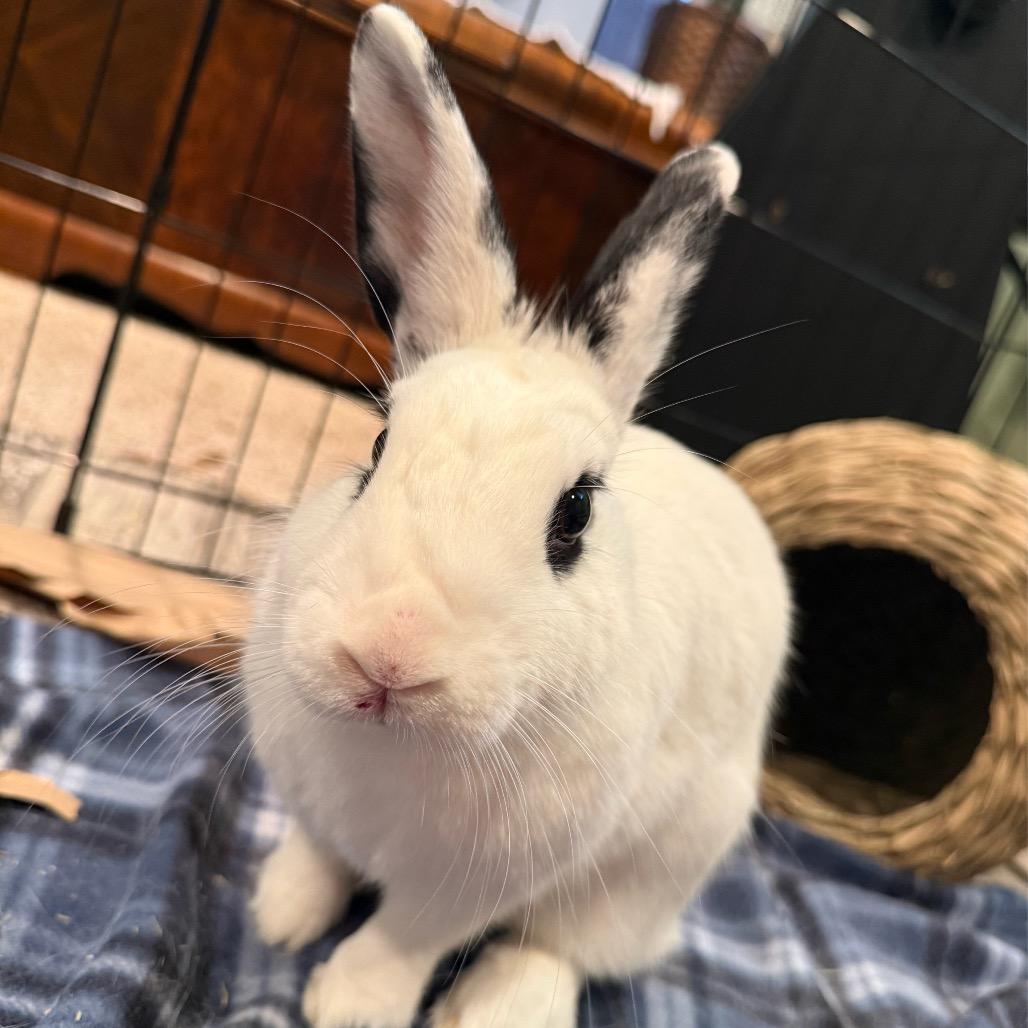 Enza, a Adoptable mixed breed in Baltimore, MD image 6/6