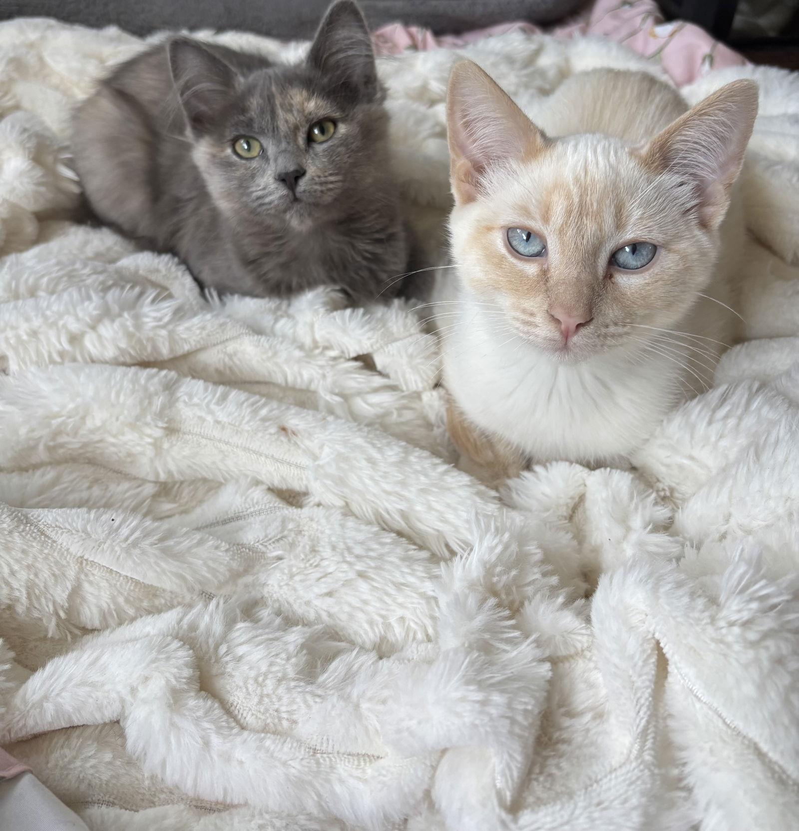 Enlarge Pillow (BC), a Adoptable Siamese in Vallejo, CA image 3/3