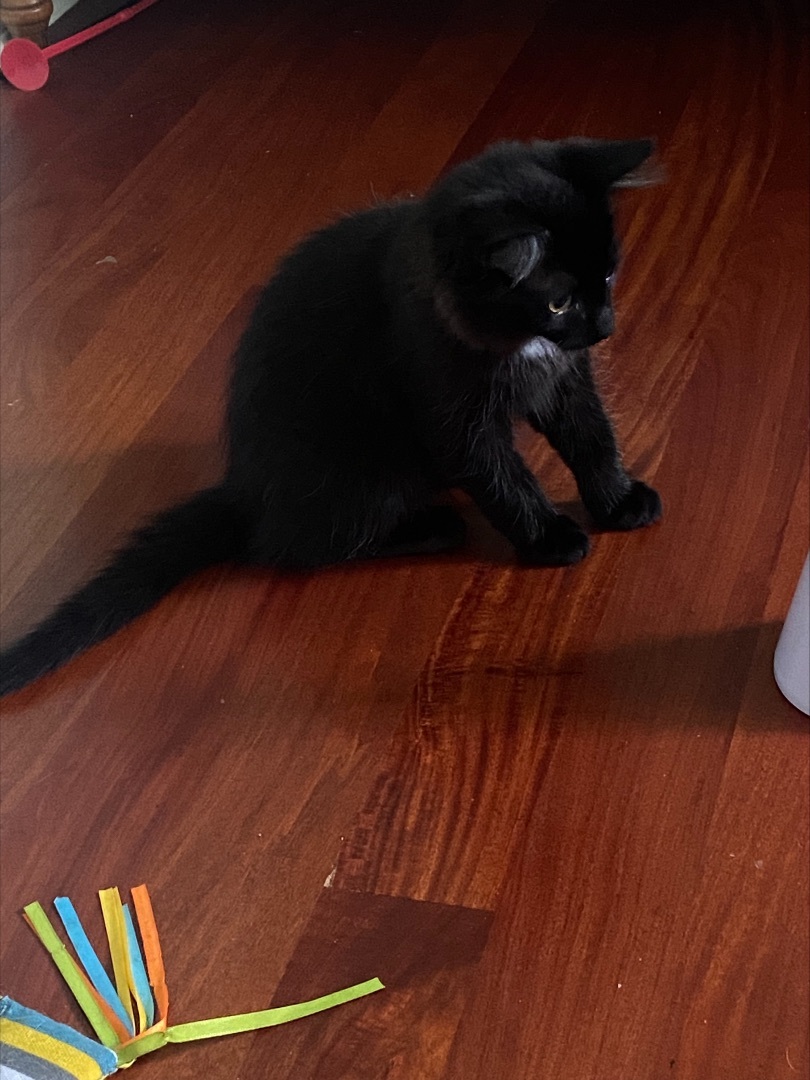 Enlarge Become a foster!, a Adoptable Domestic Short Hair in Bolton, ON image 1/5