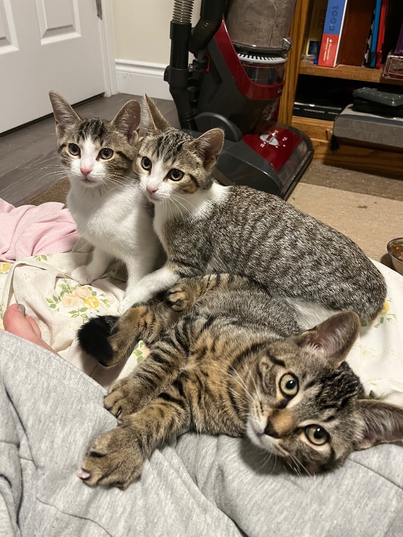 Become a foster!, Adoptable, Young Female Domestic Short Hair.
