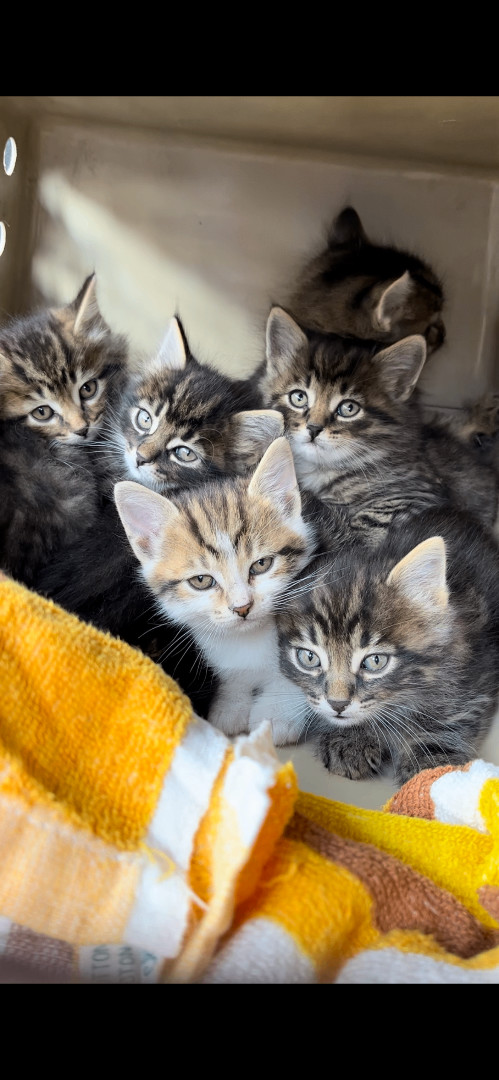 Enlarge Become a foster!, a Adoptable Domestic Short Hair in Bolton, ON image 3/5