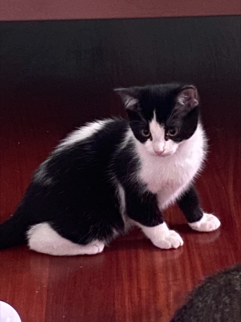 Enlarge Become a foster!, a Adoptable Domestic Short Hair in Bolton, ON image 4/5