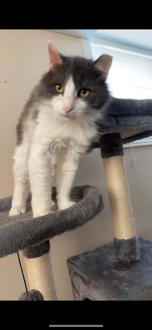 Become a foster!, Adoptable, Young Female Domestic Short Hair.