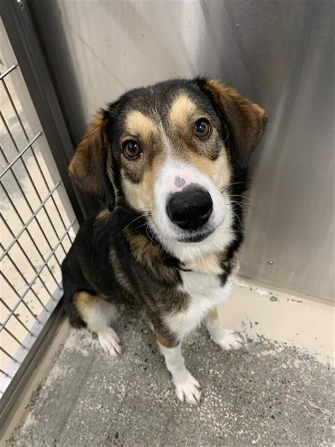 BETTY, Adoptable, Young Female Husky.