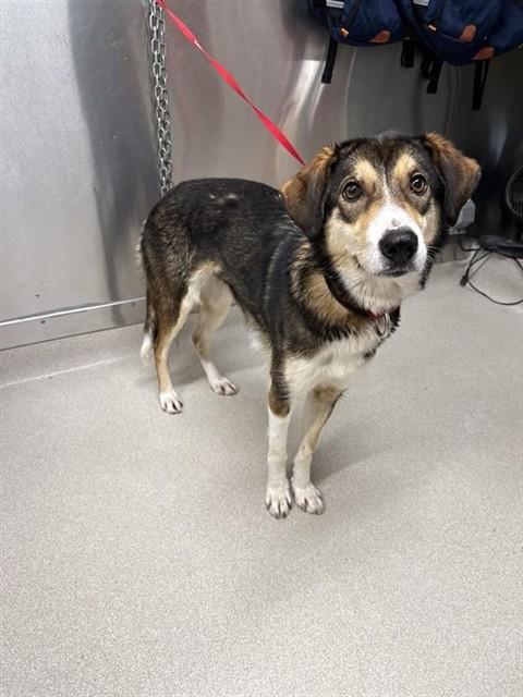 BETTY, Adoptable, Young Female Husky.