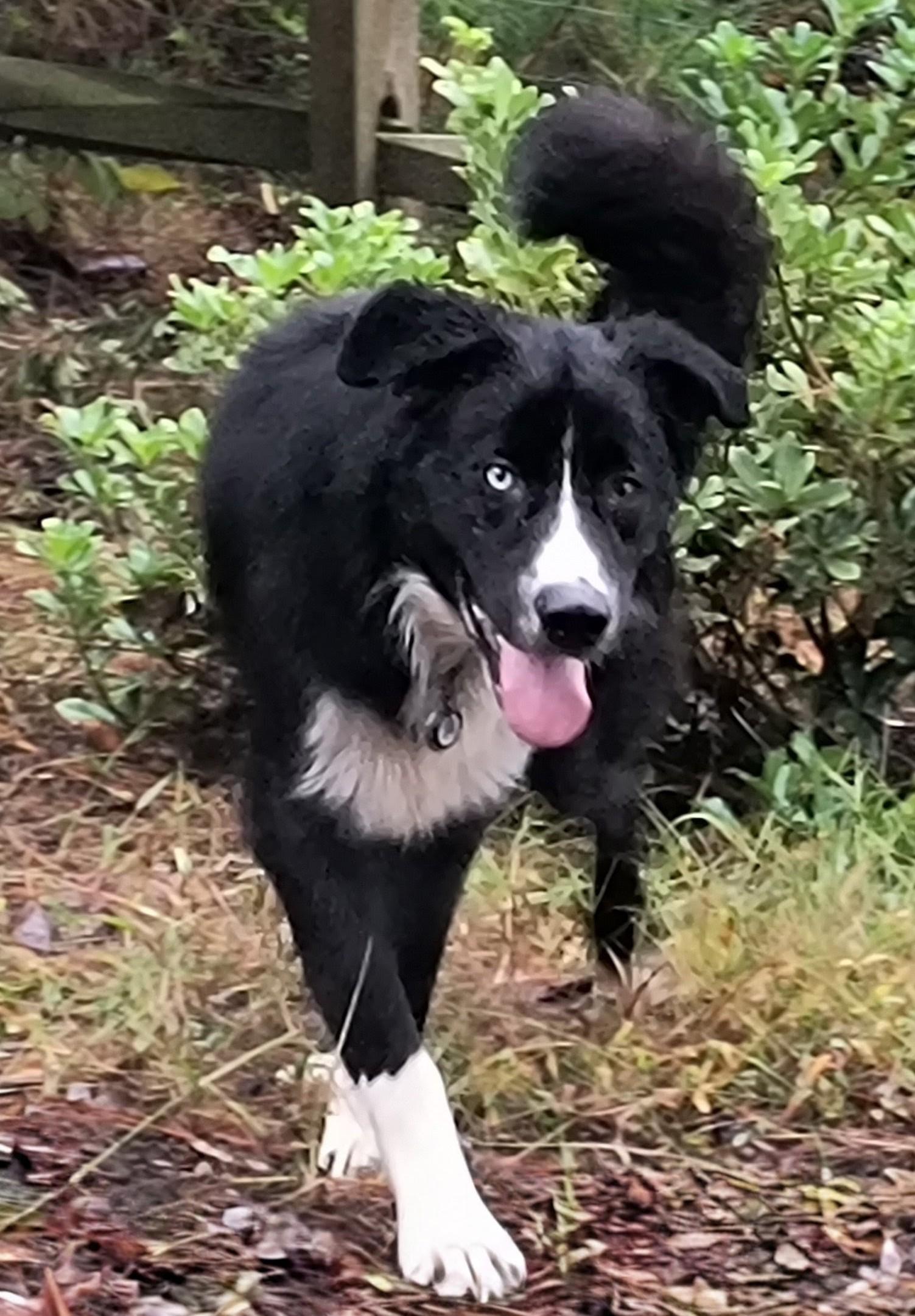 Enlarge BEAR, a Adoptable mixed breed in Chocowinity , NC image 4/5