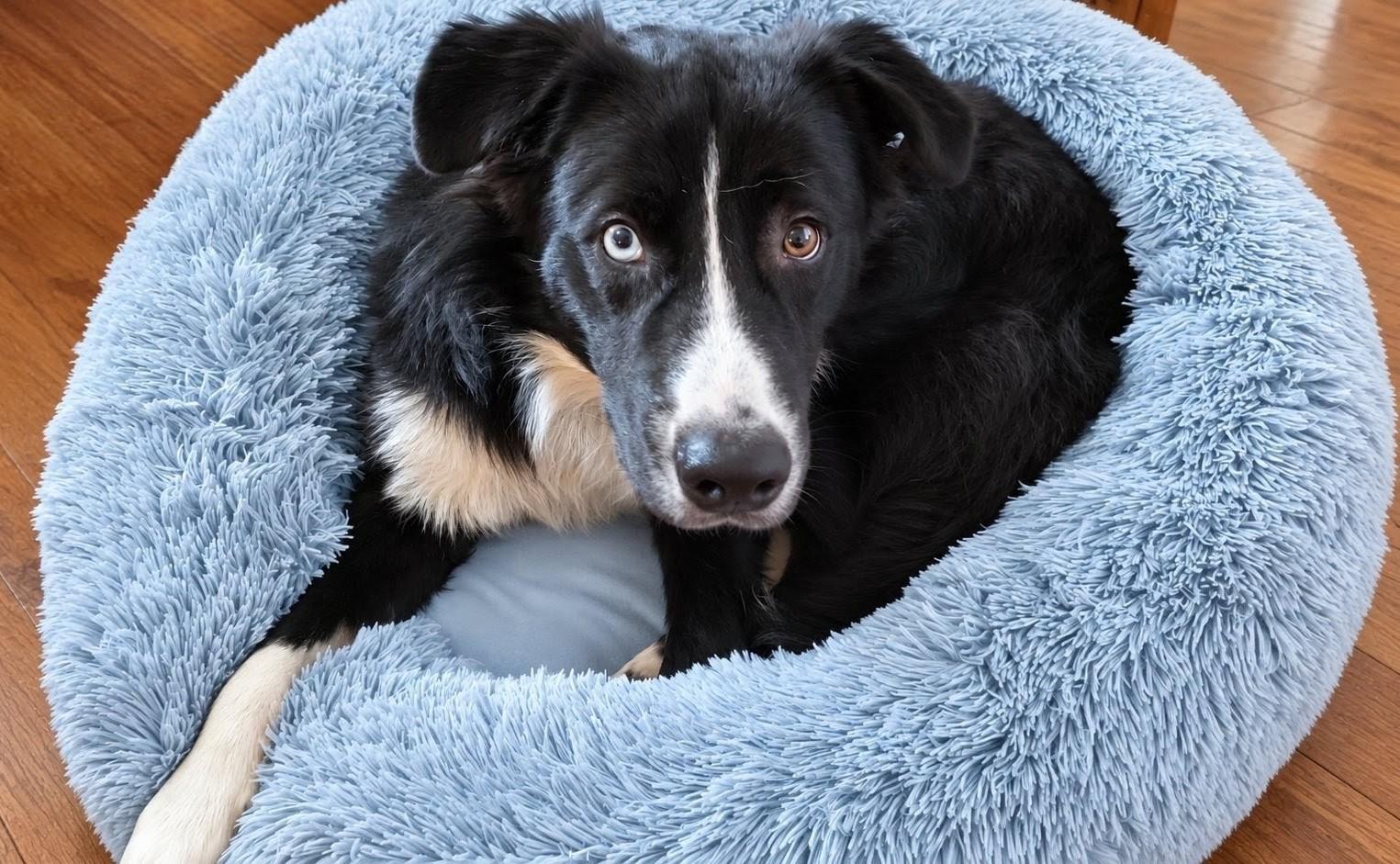 Enlarge BEAR, a Adoptable mixed breed in Chocowinity , NC image 3/5