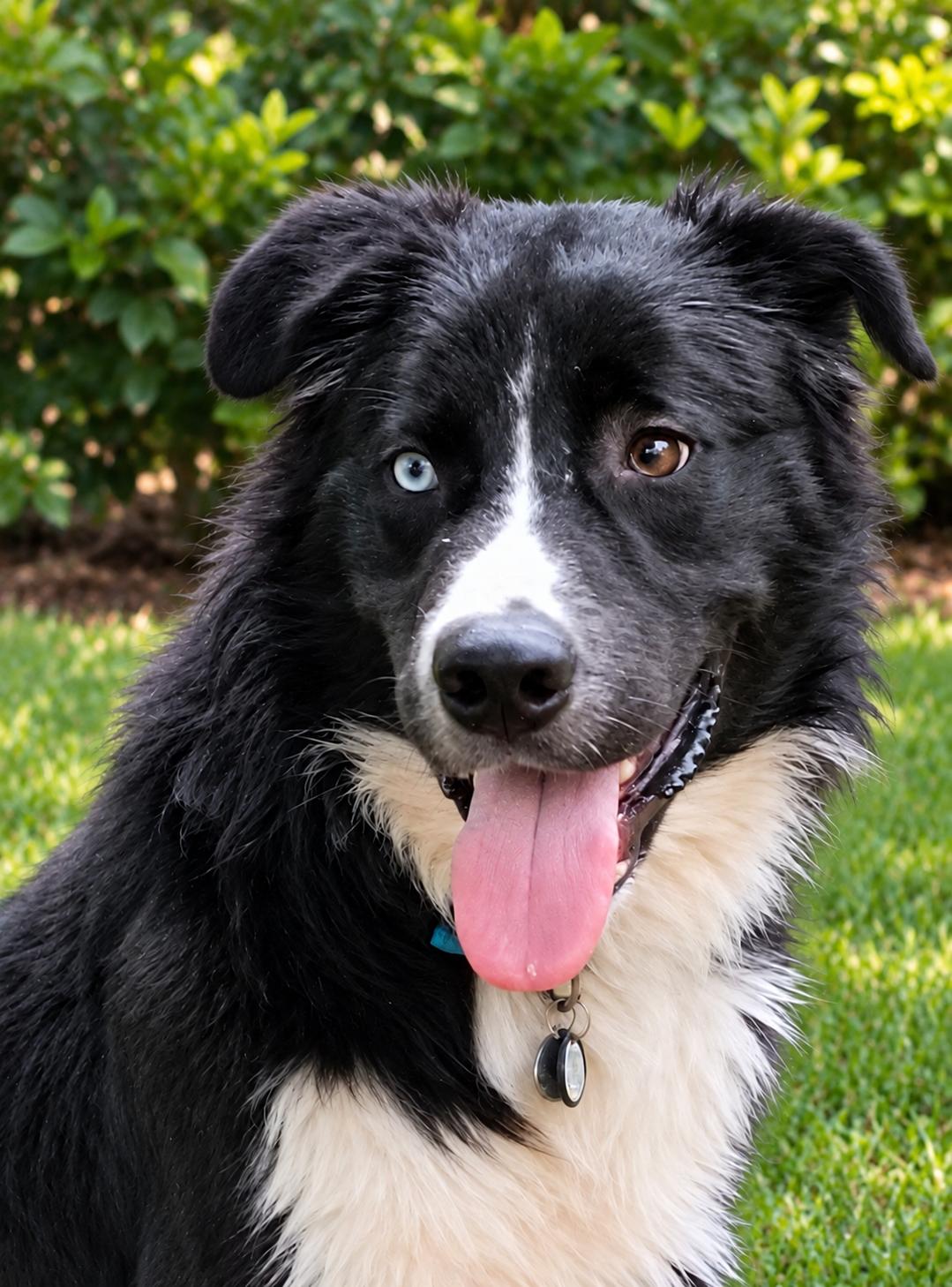Enlarge BEAR, a Adoptable mixed breed in Chocowinity , NC image 2/5