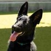 Enlarge Bluey (in foster), a ADOPTABLE German Shepherd Dog in Santa Cruz, CA image 4/5