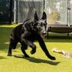 Enlarge Bluey (in foster), a ADOPTABLE German Shepherd Dog in Santa Cruz, CA image 2/5