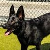 Enlarge Bluey (in foster), a ADOPTABLE German Shepherd Dog in Santa Cruz, CA image 3/5