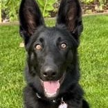 Enlarge Bluey (in foster), a ADOPTABLE German Shepherd Dog in Santa Cruz, CA image 1/5